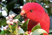 Australian King-Parrot (Alisterus scapularis)